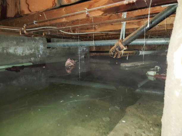 Best Mold removal after water damage  in Rio Grande, NJ